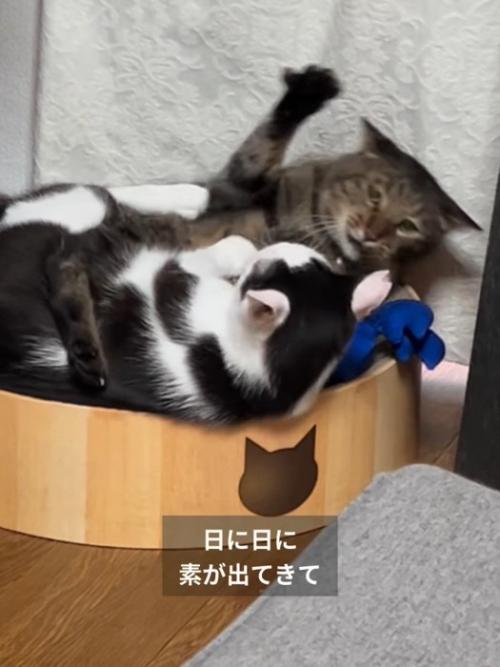 前足をあげるキジトラ猫