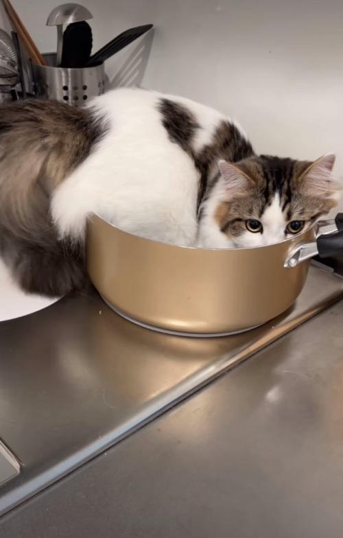 鍋に入りきっていない猫