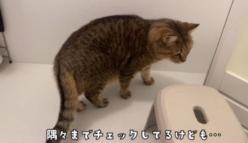 お風呂場をチェックする猫