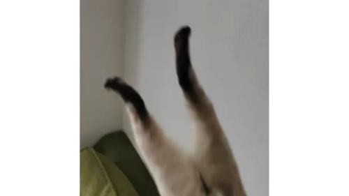 落ちている猫