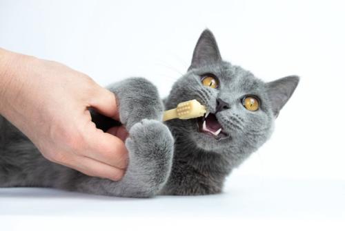 歯磨き猫