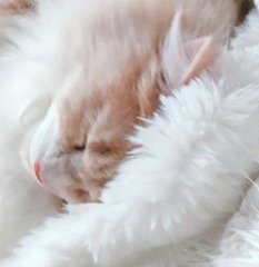 毛布の質感とそっくりな長毛猫
