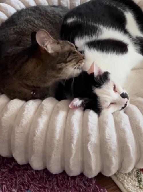 くっついて寝る2匹の猫