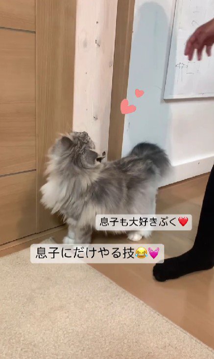 猫と男の子の手