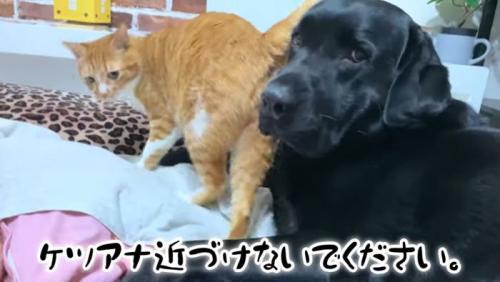 おしりもすりすり