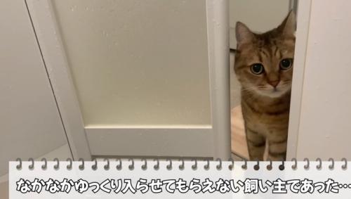 凝視する猫