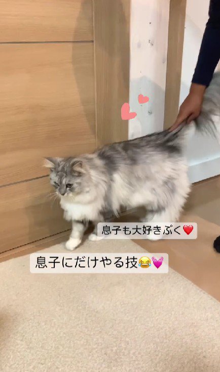 猫と男の子