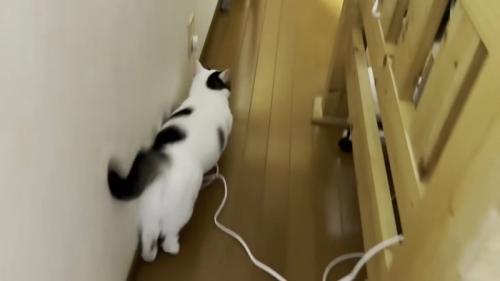 駆け下りる豆大福