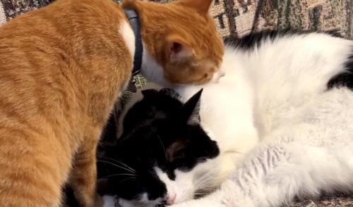 黒白猫の毛づくろいをしている茶トラ猫