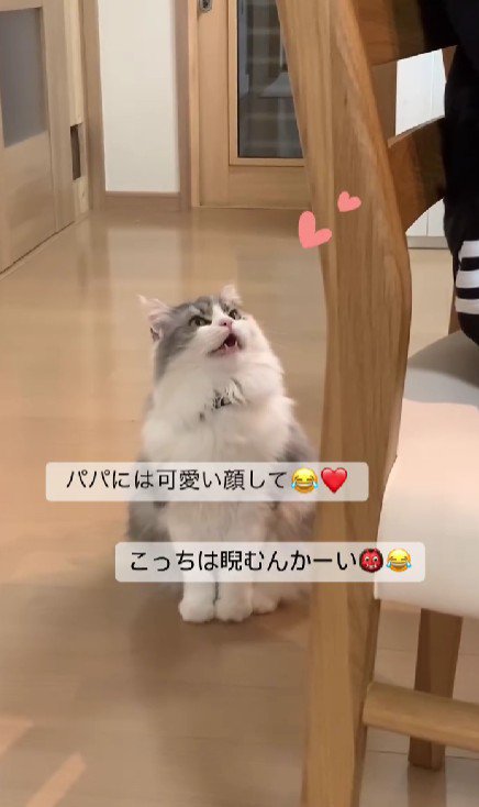 見上げている猫