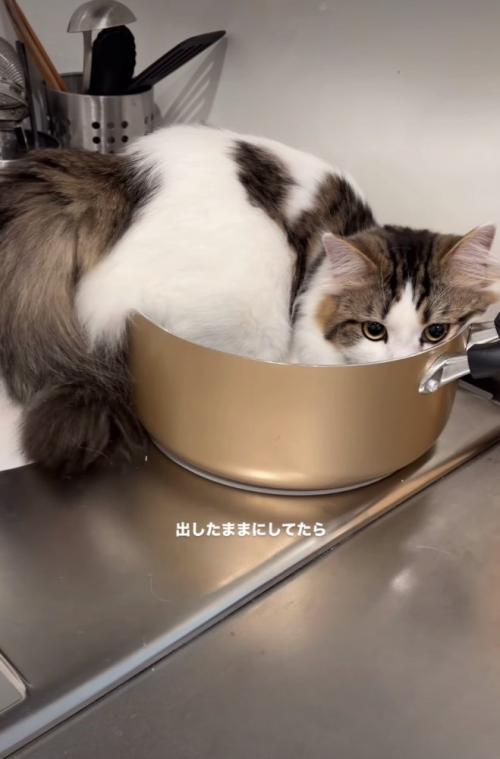 鍋に入りきっていない猫