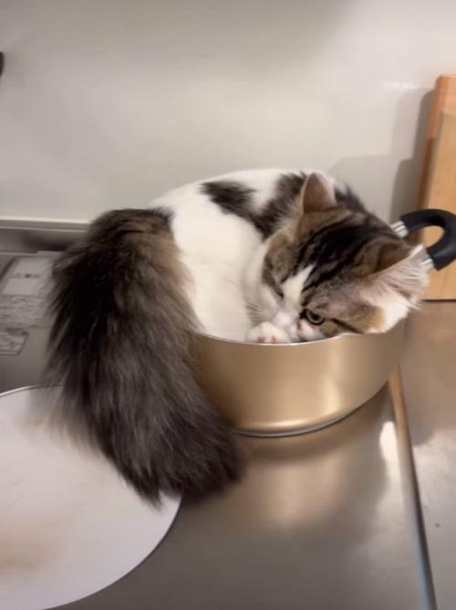 鍋にしっぽが入りきっていない猫