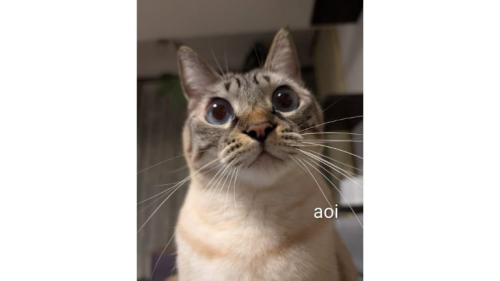 室内にいる猫
