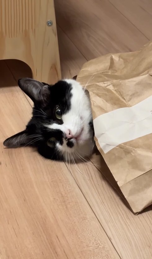 紙袋から顔を出している猫の顔アップ