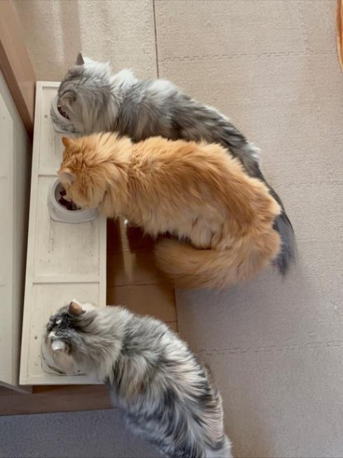 食事中の3匹の猫