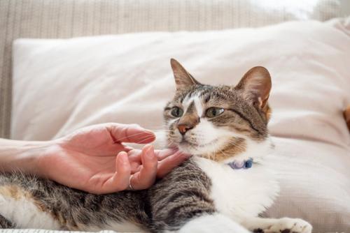 ソファの上で飼い主に撫でられる猫