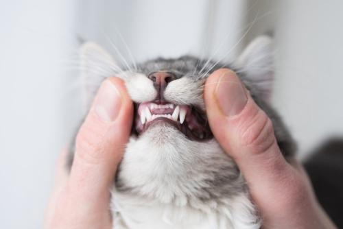 きれいな猫の歯
