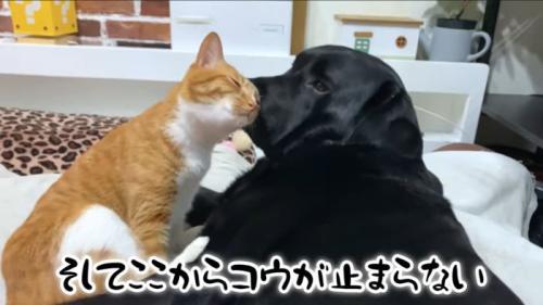すりすりするコウ君