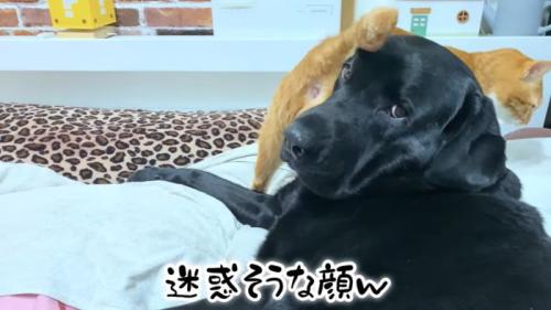 迷惑そうなムニ君