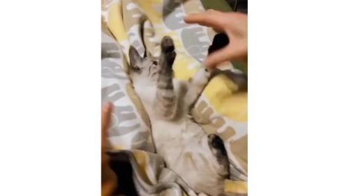 遊んでいる子猫