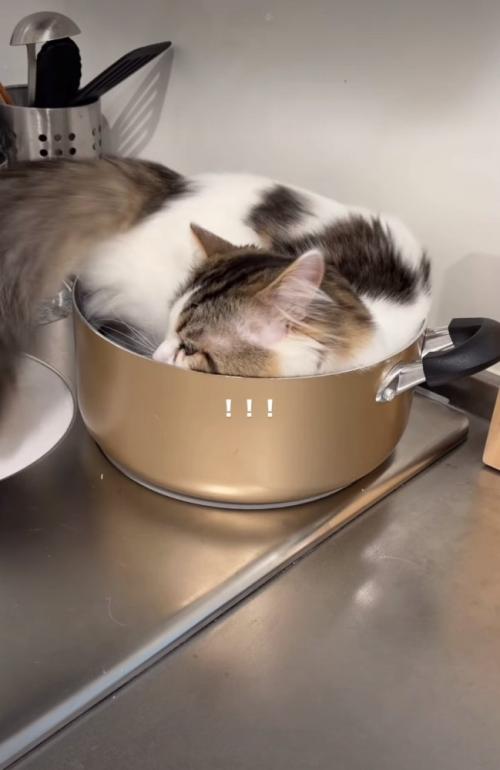 鍋におしりを入れる猫