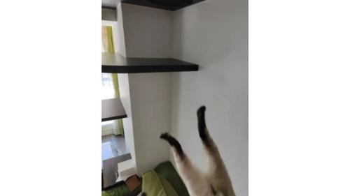 落ちている猫