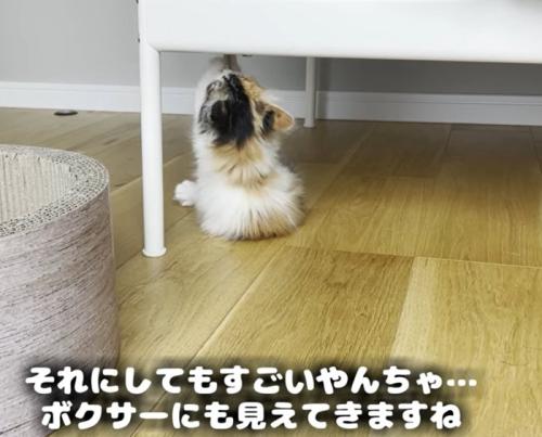 両前足でタグに掴まる子猫（それにしても凄いやんちゃ…）