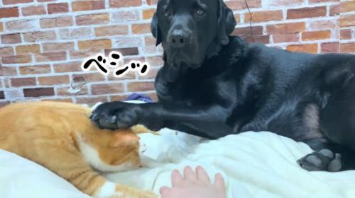反撃するムニ君2