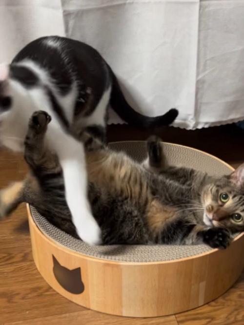 去ろうとする白黒猫