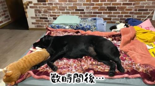 再び一緒にいる2頭