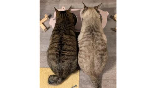 室内にいる猫