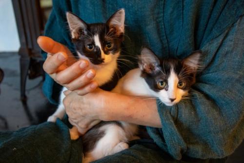 女性に抱かれる2匹の子猫