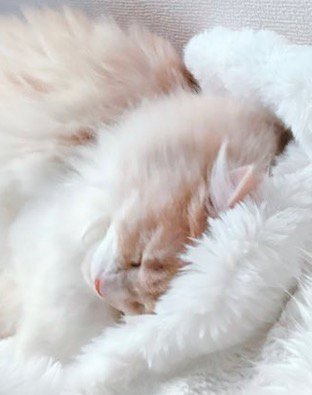 仰向けになっている茶白猫の隣で眠る長毛猫