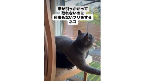 椅子の上の猫