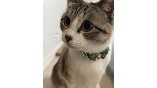 室内にいる猫