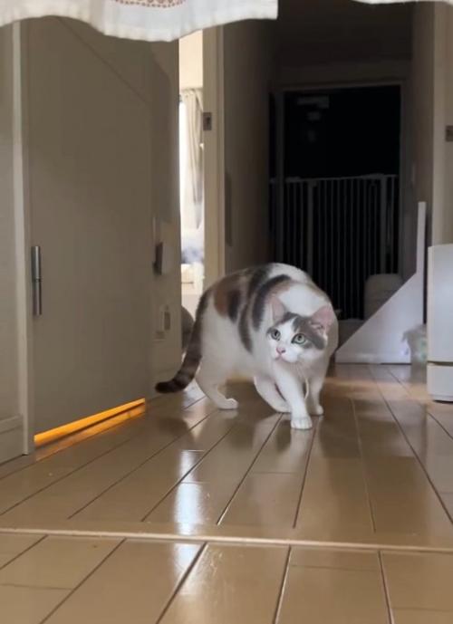 上を見る猫