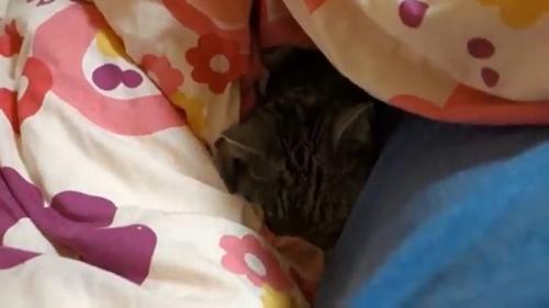 布団の中で横になっている猫