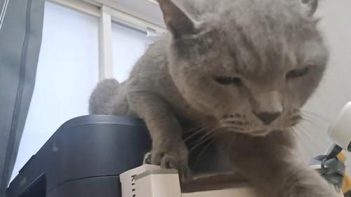 噛みつこうとした猫