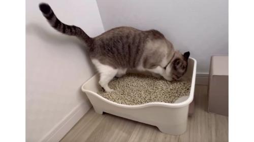 猫トイレと猫
