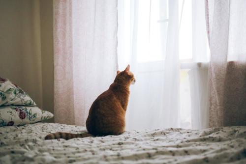 窓の外を見ている猫