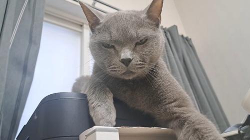 貫禄たっぷりのボス猫