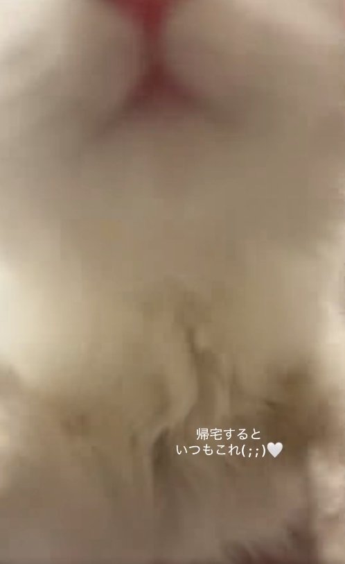 顔がアップで見切れている子猫