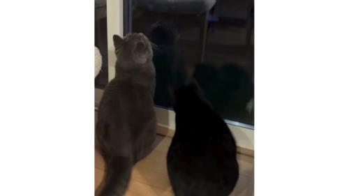 窓際の猫