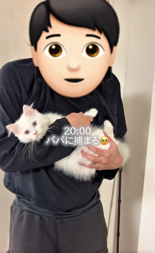 パパに抱っこされている子猫