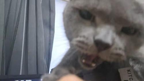 怒って噛みつく猫