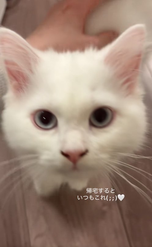 カメラ目線の子猫の顔アップ