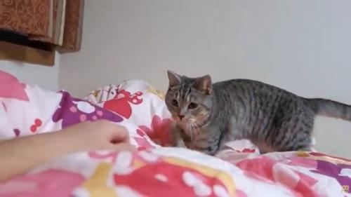 布団の上に立っている猫
