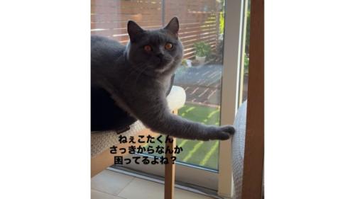 椅子の上の猫