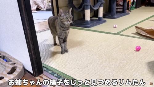 様子を見守るリムちゃん