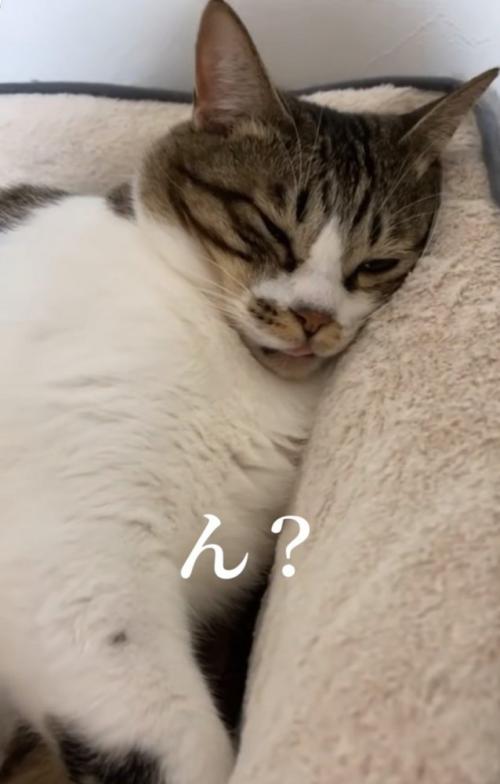 ふっくらしたフォルムの猫